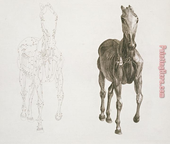 George Stubbs Tab Viii From The Anatomy Of The Horse